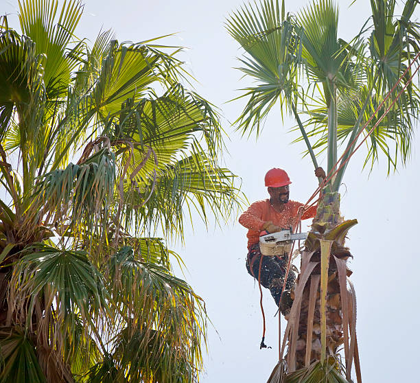 Best Dead Tree Removal  in USA